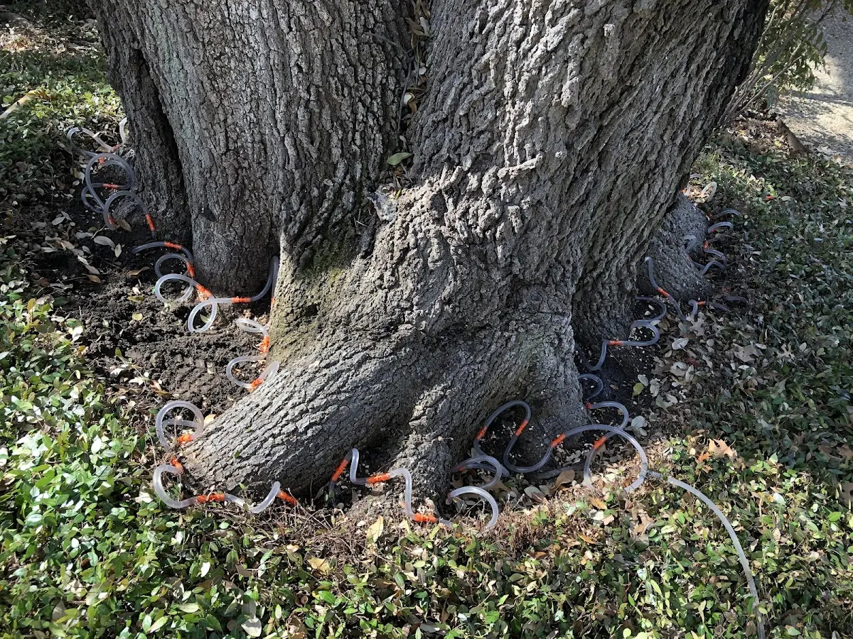 Detailed Tree Cabling and Bracing job site in Jeddo