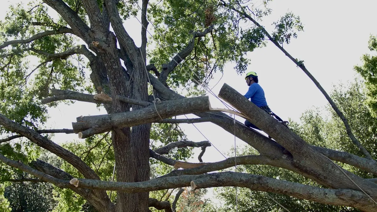Professional Crown Thinning performed by certified arborists in Jeddo