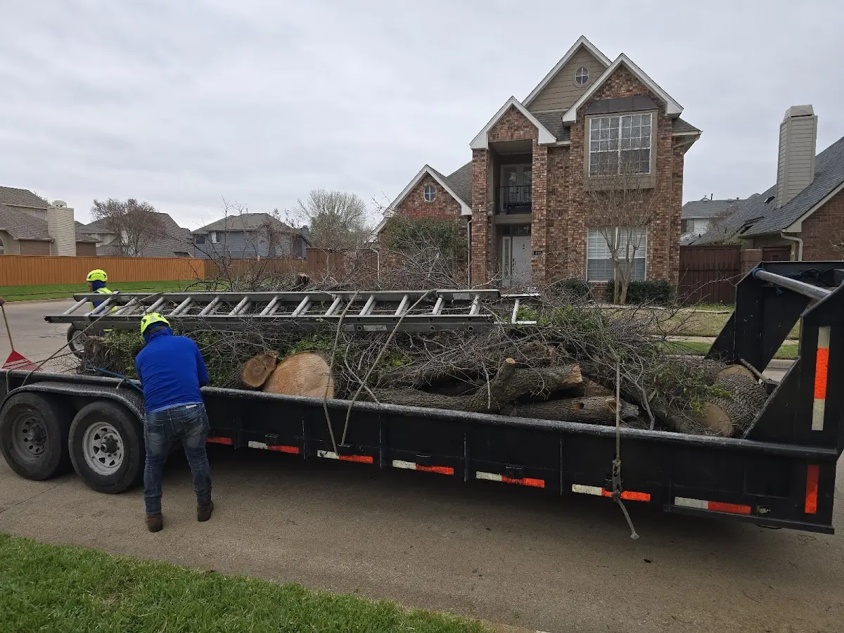 Expert Tree Removal with proper safety equipment in Jeddo